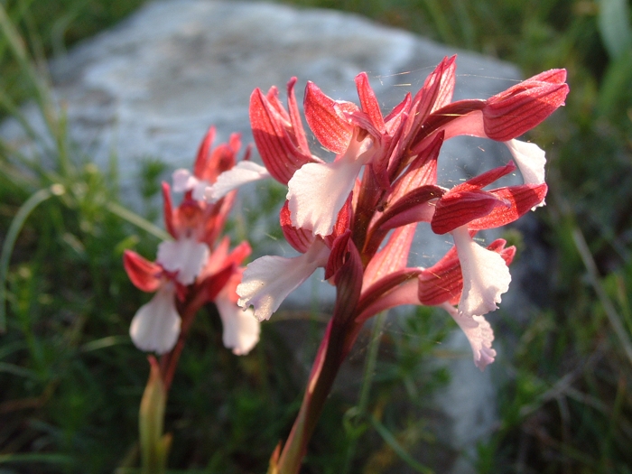 Orchis papilionacea